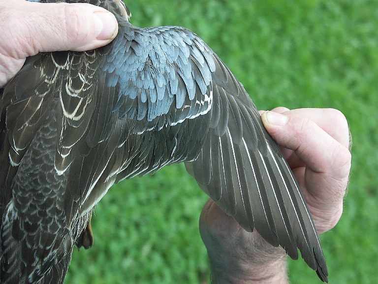 wing of a female Blue-winged Teal duck