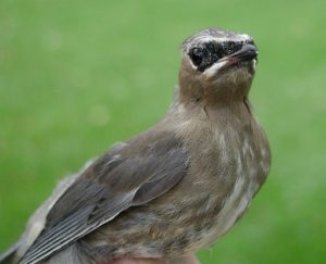 Cedar Waxwing