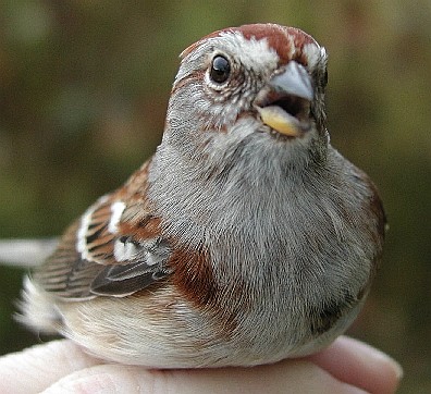 American Tree Sparrow from the front with open beak