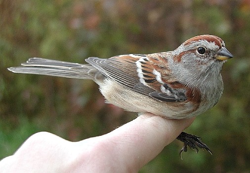 American Tree Sparrow from the side