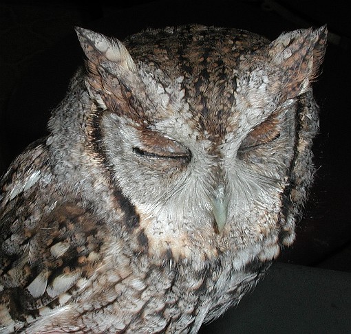 Eastern Screech Owl looking sleepy