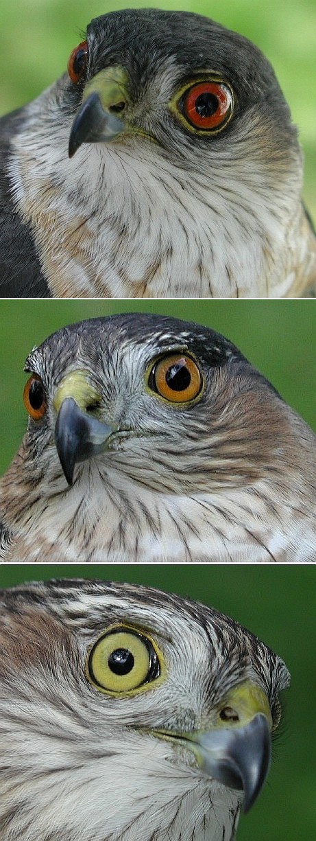 Three hawks with different eye colors