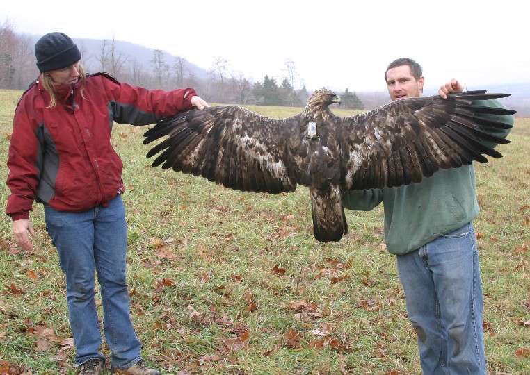 Golden Eagle being held by two researchers