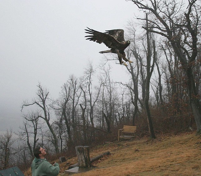 Golden Eagle being released into the wild
