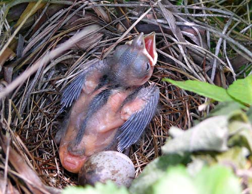 Northern Cardinal just hatched with no feathers