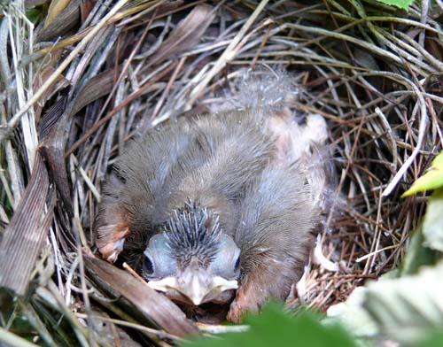 nestling Northern Cardinal with fuzzy feathers