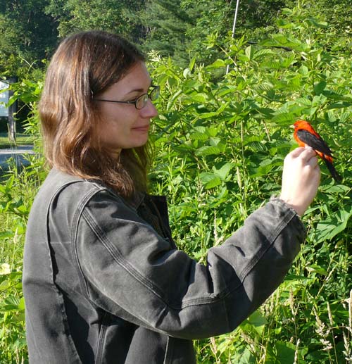 researcher holding a red and black bird