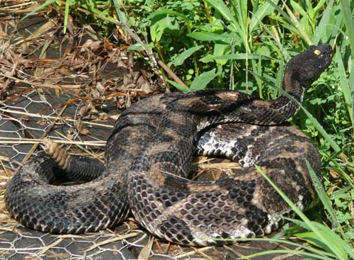 Timber Rattlesnake coiled up on the ground