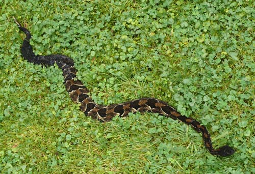Timber Rattlesnake slithering across the grass