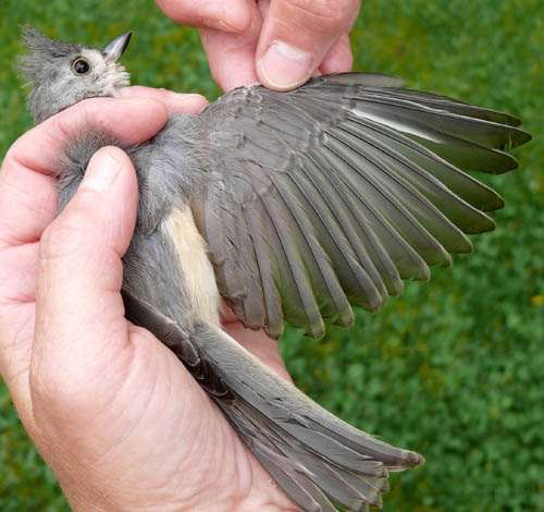 Tufted Titmouse that was malnourished early in its life