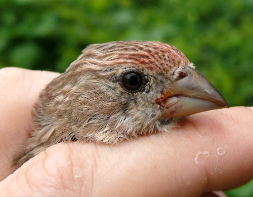 head of a red female house finch