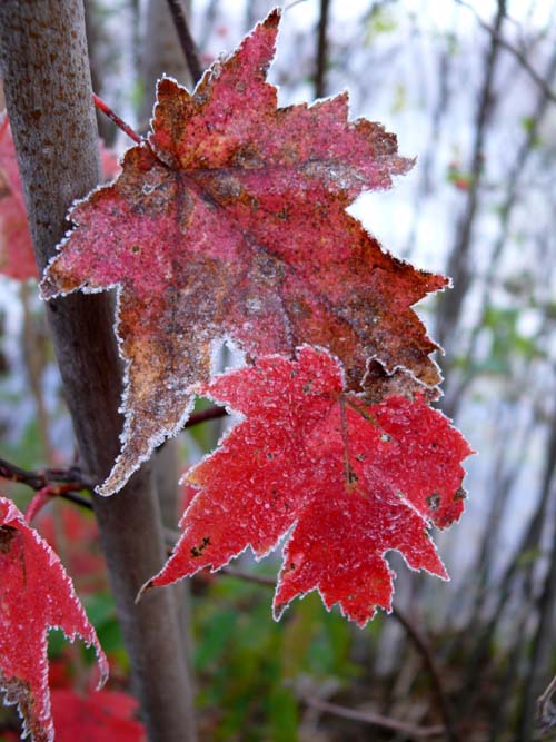 maple leaves in full red fall color