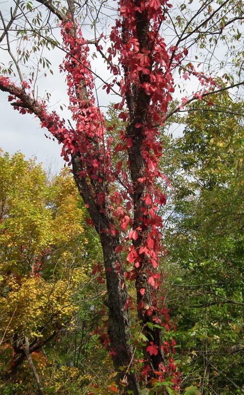 a bright red Virginia Creeper vine climbing a tree trunk