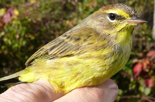 Yellow Palm Warbler (eastern population)