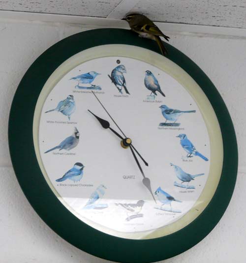 real bird sitting on top of a clock with printed birds