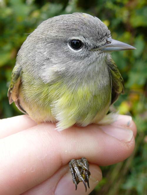 Orange-crowned Warbler, a bird with a grey head and yellow-green belly