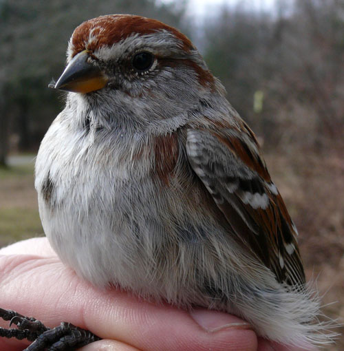 American Tree Sparrow, a brown and grey bird