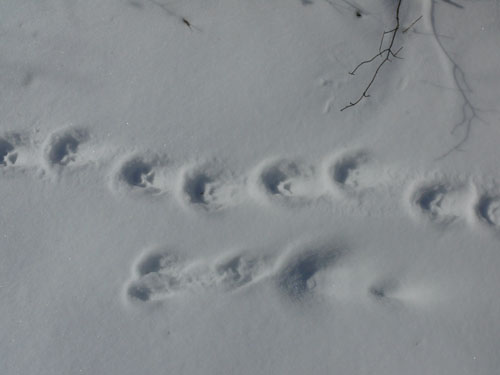 bobcat tracks in the snow