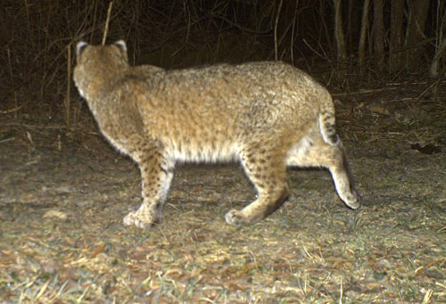 spotted bobcat facing away from the camera at night