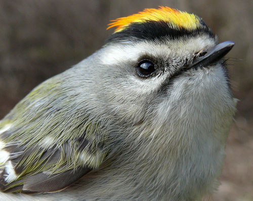 Golden-crowned Kinglet, a grey-green bird with a bright yelow crown of feathers on top of his head