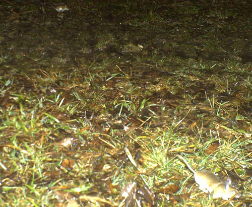 two small white-footed mice in the wet grass