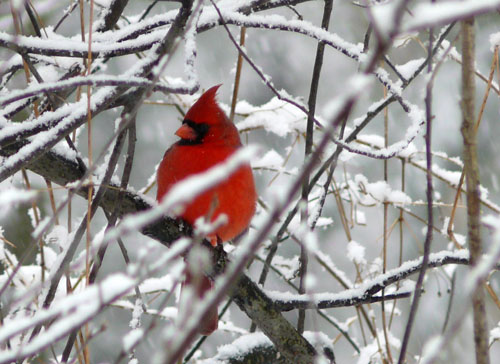 bright red Cardinal in a snow-covered tree