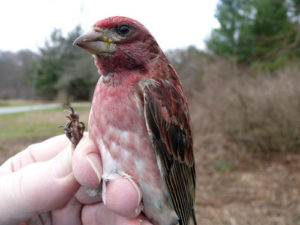 male Purple Finch