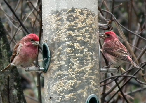 two male Purple Finches at a feeder