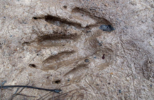 raccoon paw print in the mud, looks similar to a human hand print