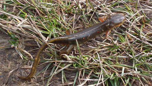 red-spotted newt crawling through the wet grass