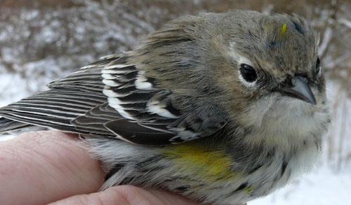 Yellow-rumped Warbler, a brown bird with yellow blotches