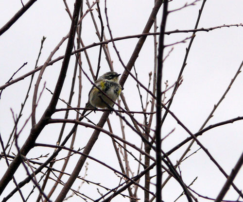 Yellow-rumped Warbler in a tree with no leaves