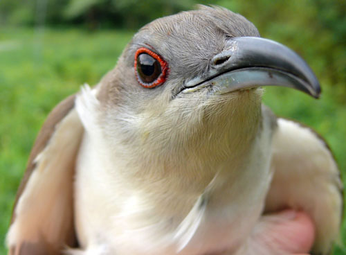 Black-billed Cuckoo, light grey bird with a bright red ring around a black eye