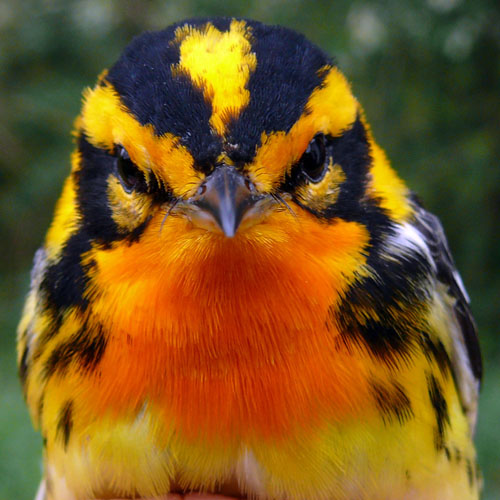 Male Blackburnian Warbler, a yellow and black striped bird with an orange throat