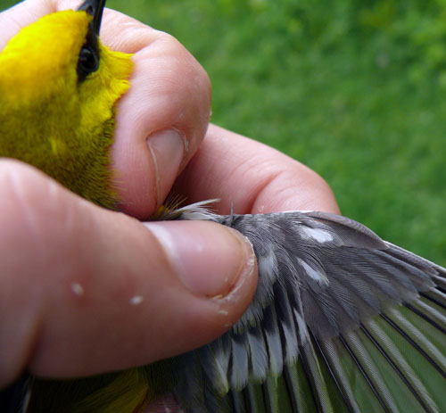 Blue-winged Warbler with a white spot on the curved part of its wing