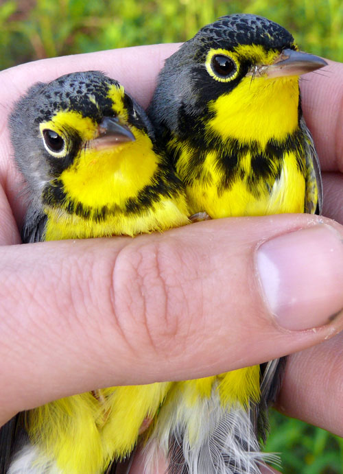 two male Canada Warblers compared side by side