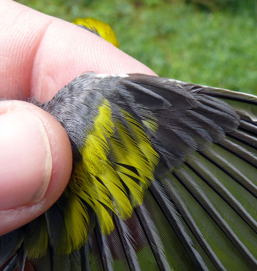 detailed view of the wing feathers of a Golden-winged Warbler