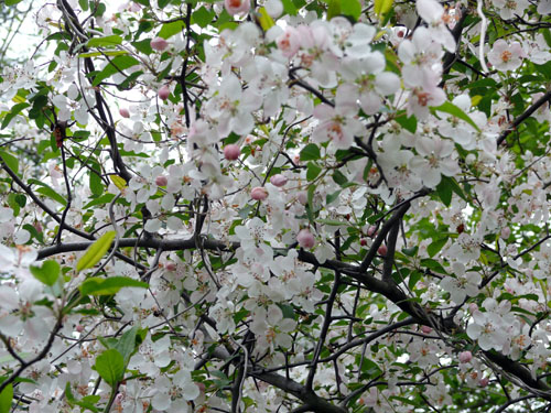 Hawthorn tree in full bloom with white and pink flowers