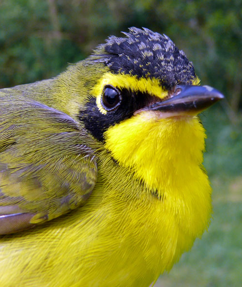 male Kentucky Warbler with a bright yellow breast and black head