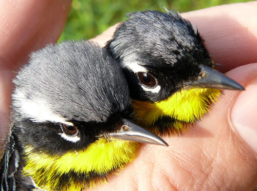 two very similar Magnolia Warblers, one is slightly more grey than the other which is more black