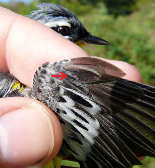 detailed wing feathers of a Magnolia Warbler