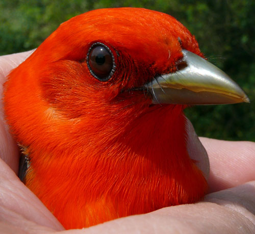 head and chest of a bright red Scarlet Tanager
