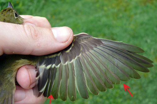 wing feathers of a Yellow-bellied Flycatcher