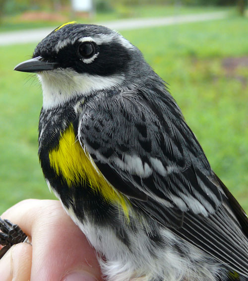 a black and white bird with a bright yellow spot on his head and breast