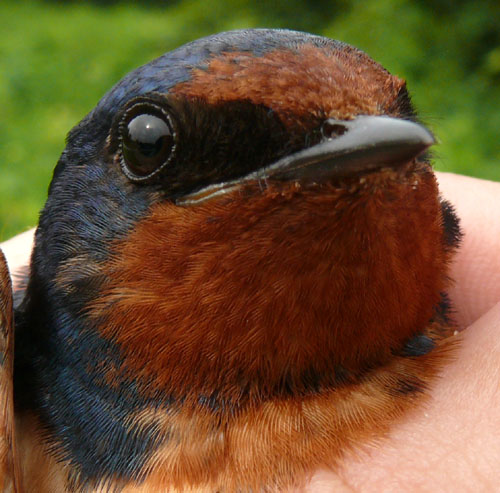 head of a Barn Swallow