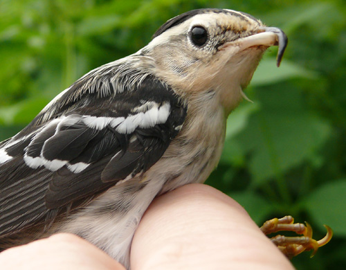 Black-and-white Warbler with a deformed beak