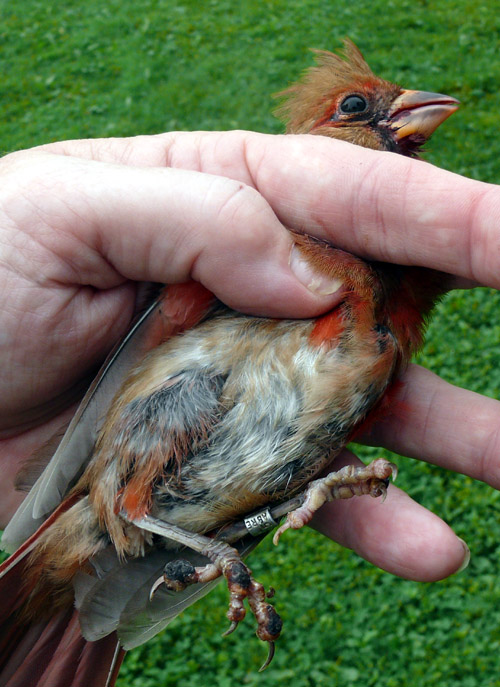 cardinal being held so you can see sores on his legs caused by avian pox