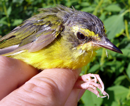 ragged looking Kentucky Warbler molting