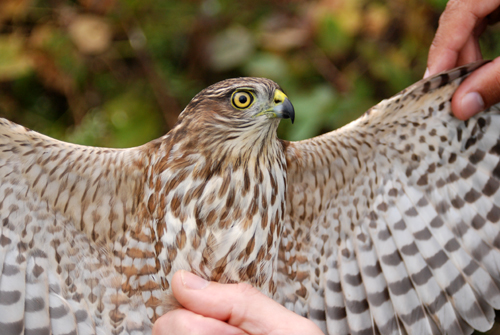 Sharp-shinned Hawk with spread wings