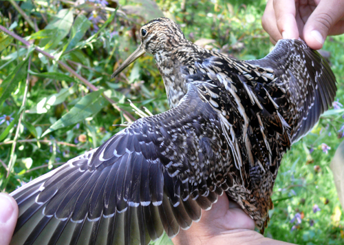 hatching-year Wilson's Snipe with outstretched wings